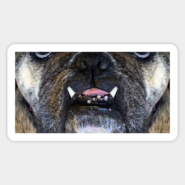 Killer Masks - Rosie The Bulldog-Two Teeth Sticker by intofx